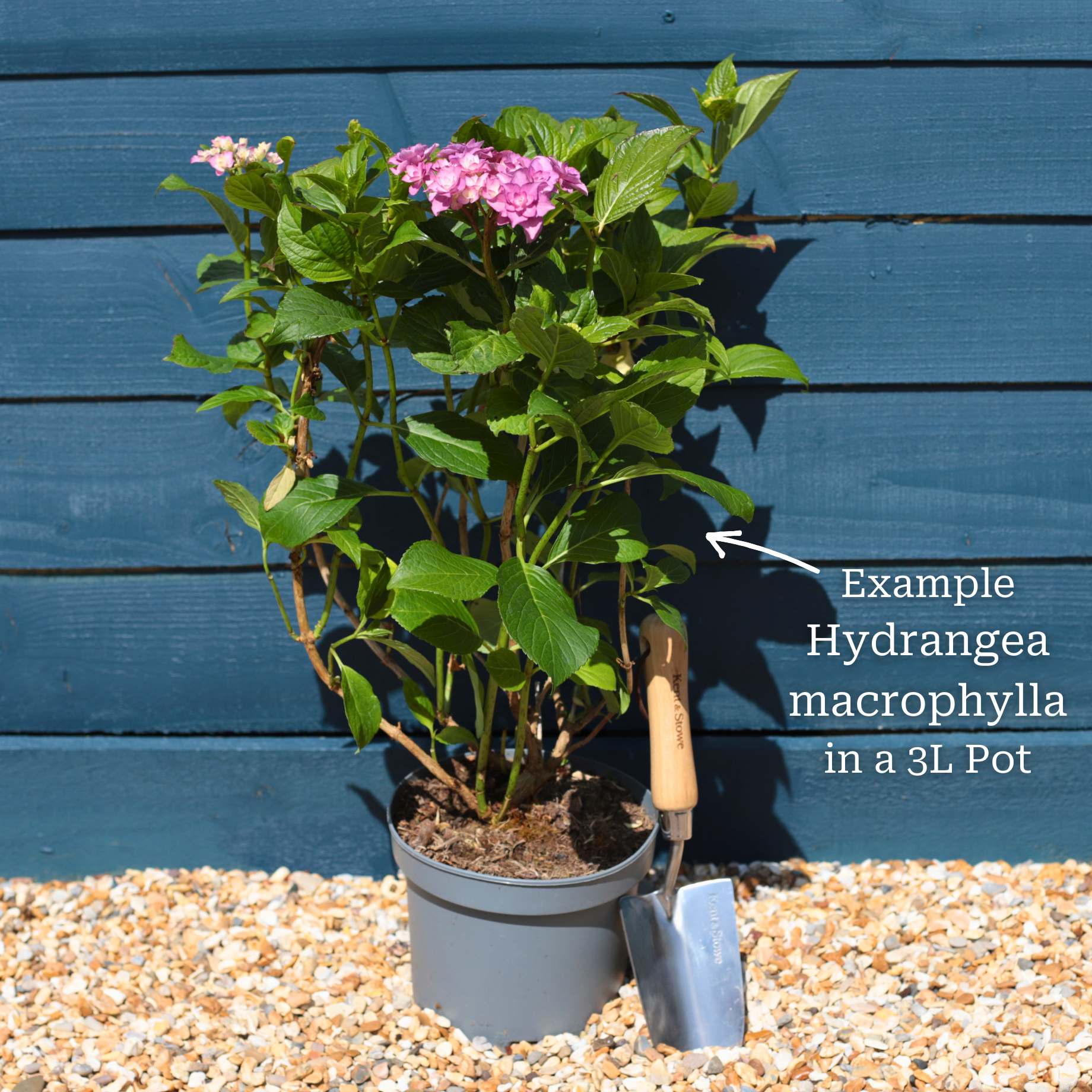 Hydrangea macrophylla 'Expression' - Image 2