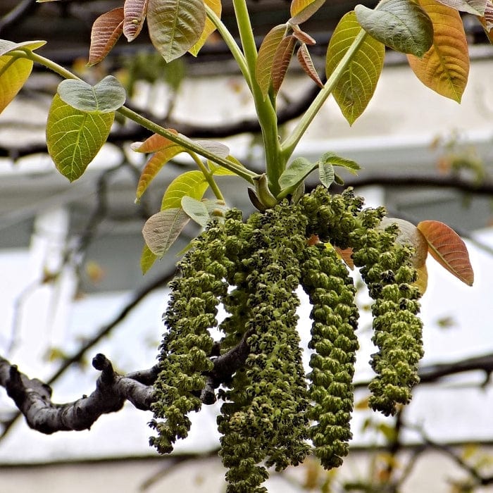 'Lara' Walnut Tree - Image 3