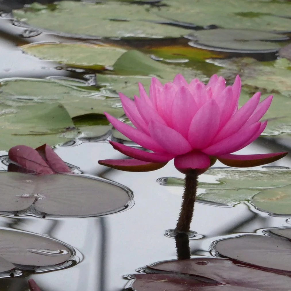 Large Double Petal Water Lily | Nymphaea 'Mayla'