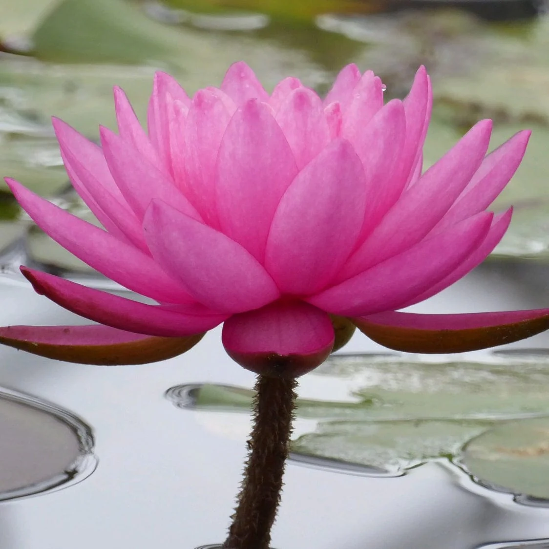 Large Double Petal Water Lily | Nymphaea 'Mayla' - Image 2