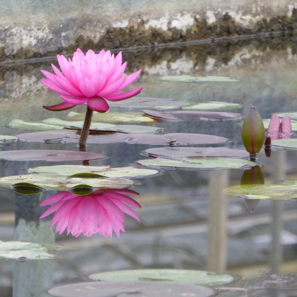 Large Double Petal Water Lily | Nymphaea 'Mayla' - Image 3