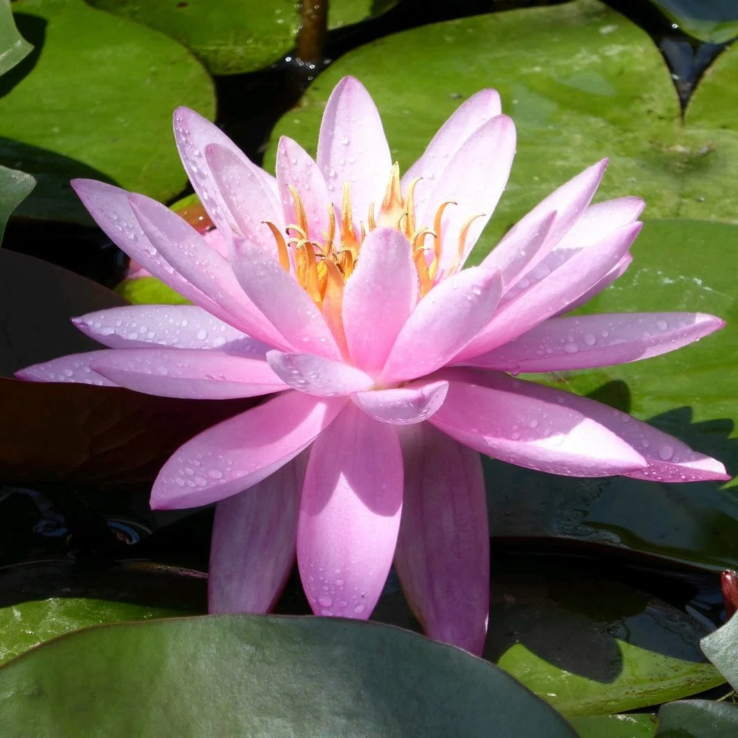 Large Double Petal Water Lily | Nymphaea 'Mayla' - Image 4