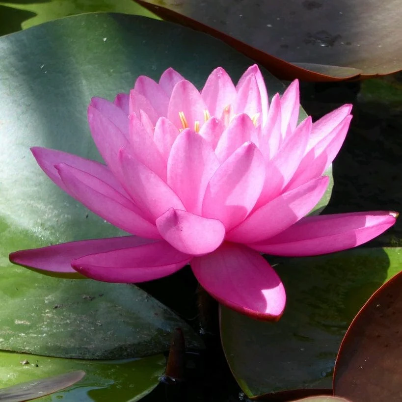 Large Double Petal Water Lily | Nymphaea 'Mayla' - Image 5