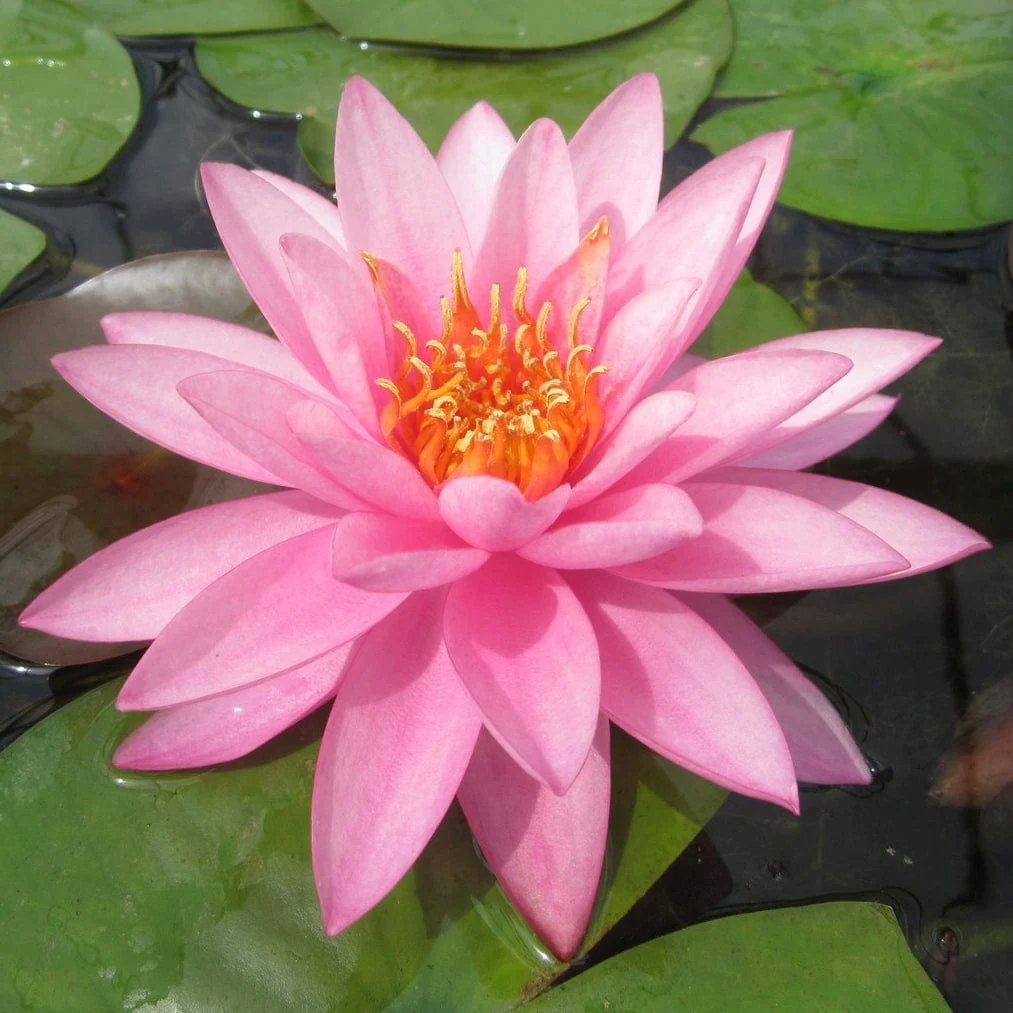 Large Double Petal Water Lily | Nymphaea 'Mayla' - Image 6