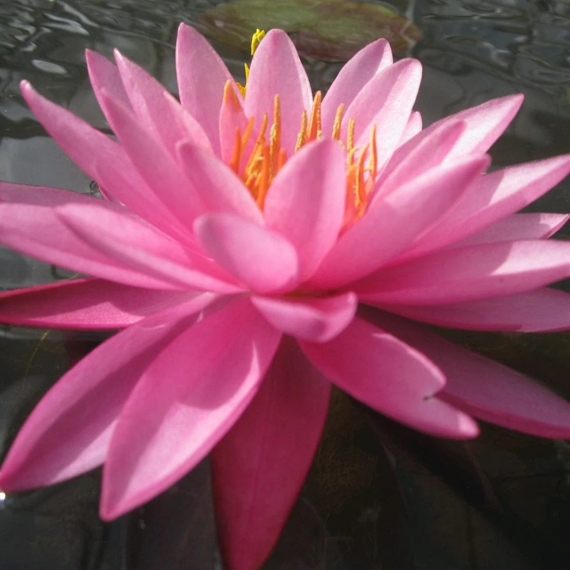 Large Double Petal Water Lily | Nymphaea 'Mayla' - Image 7