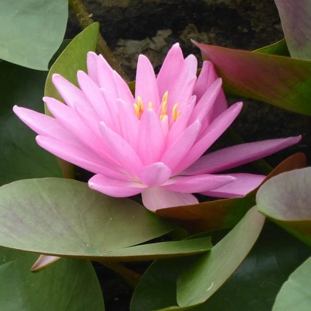 Large Pink Water Lily | Nymphaea 'Rose Arey'