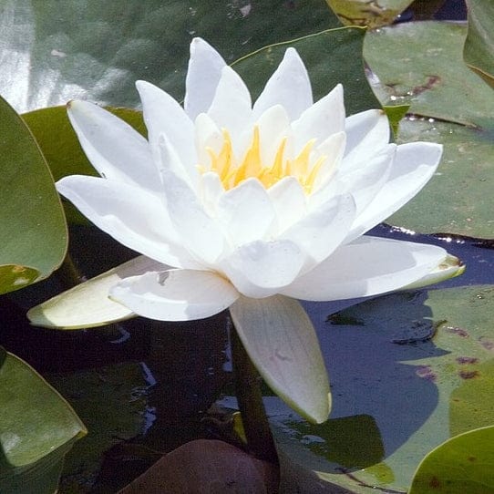 Large Water Lily | Nymphaea 'Gladstoniana' - Image 2