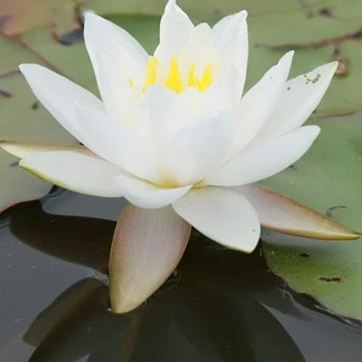 Large Water Lily | Nymphaea 'Gladstoniana' - Image 3