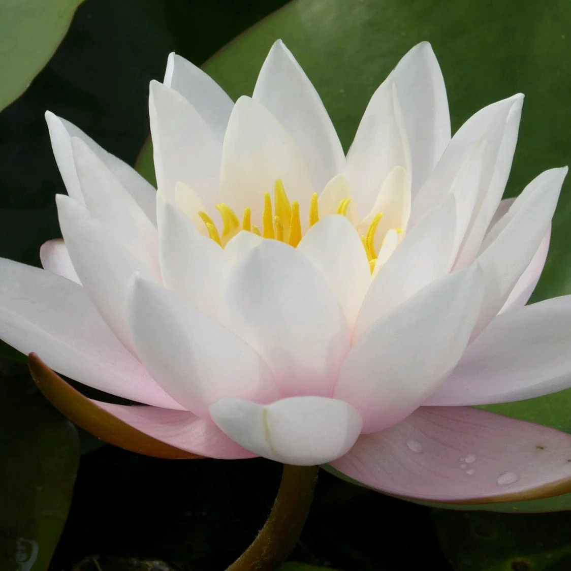 Large Water Lily | Nymphaea 'Marliacea Carnea'