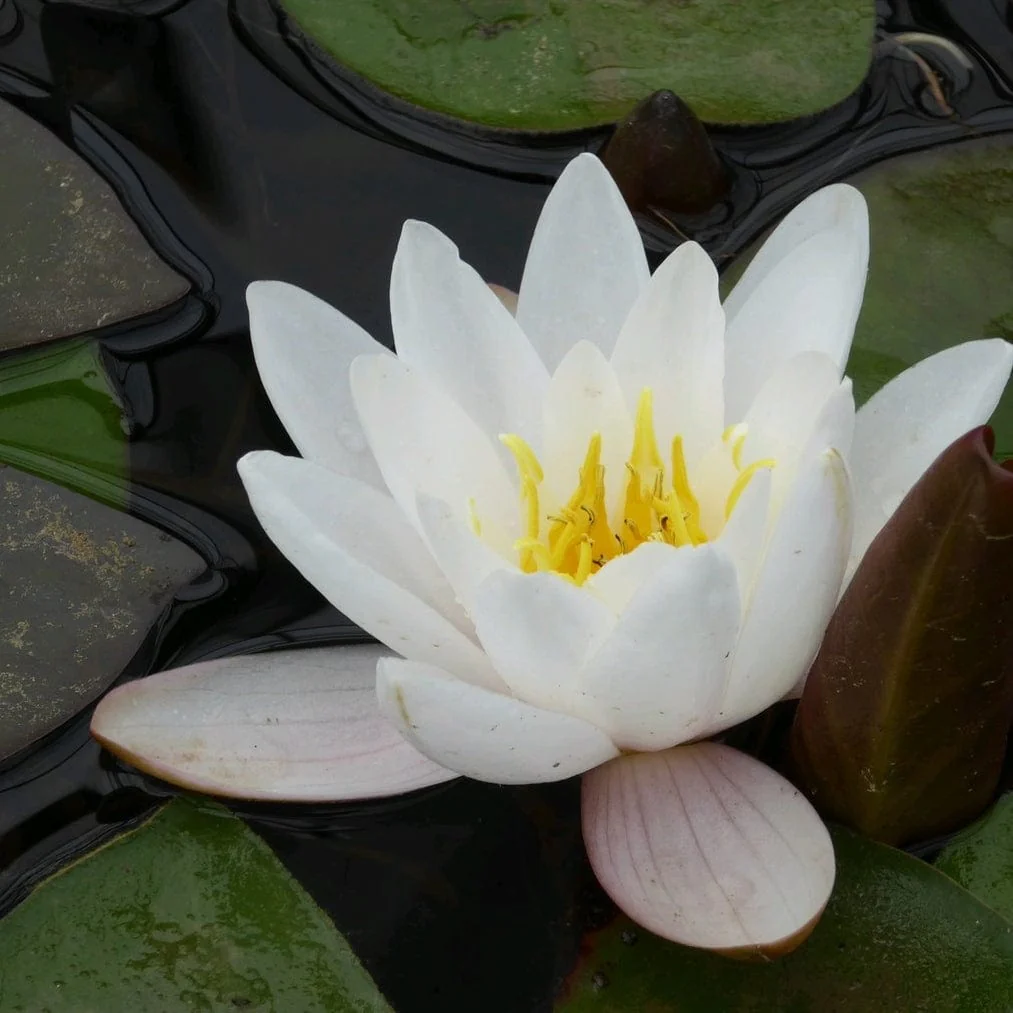 Large Water Lily | Nymphaea 'Marliacea Carnea' - Image 2