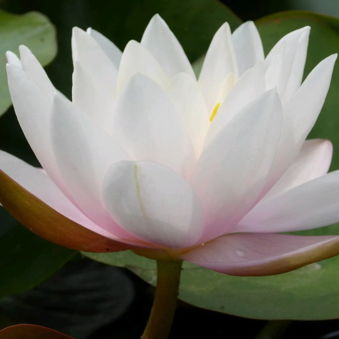 Large Water Lily | Nymphaea 'Marliacea Carnea' - Image 3