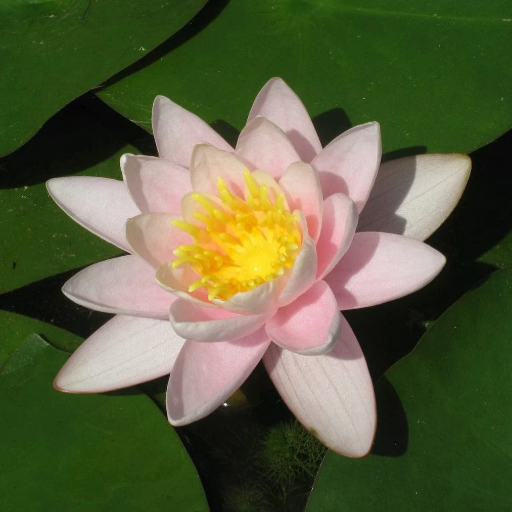 Large Water Lily | Nymphaea 'Marliacea Carnea' - Image 4