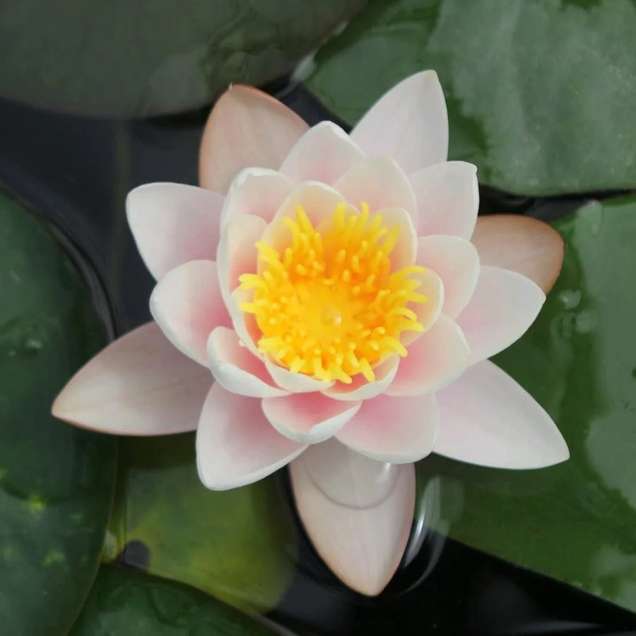 Large Water Lily | Nymphaea 'Marliacea Carnea' - Image 5