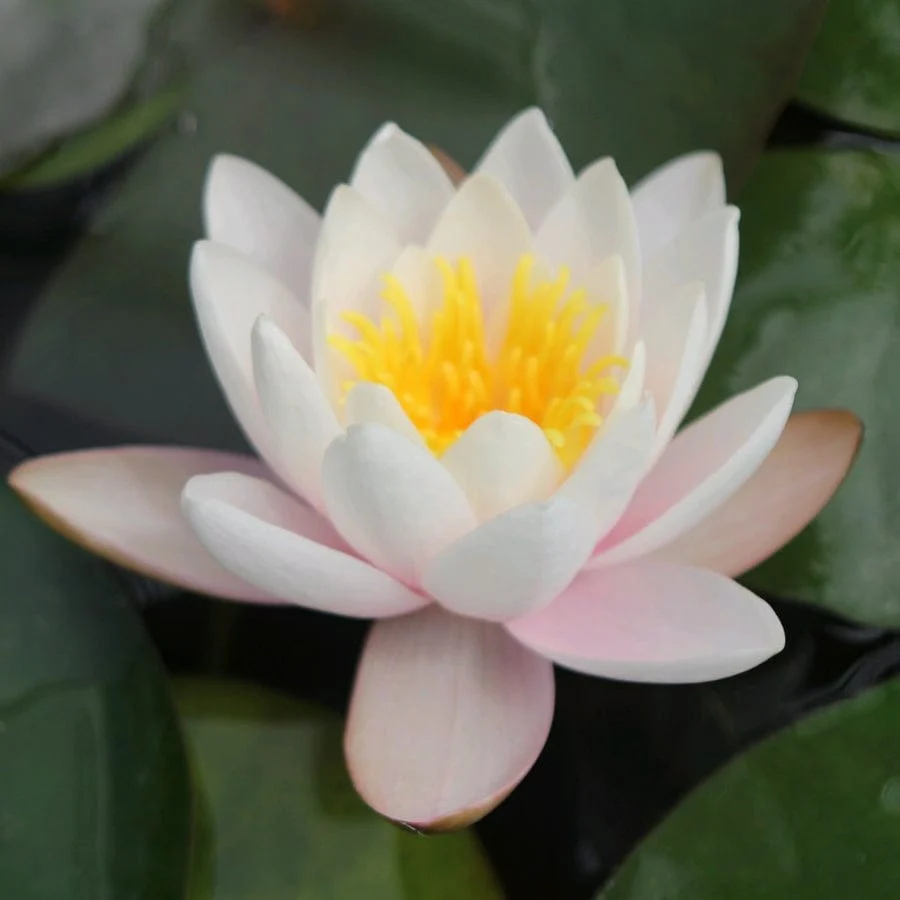 Large Water Lily | Nymphaea 'Marliacea Carnea' - Image 6