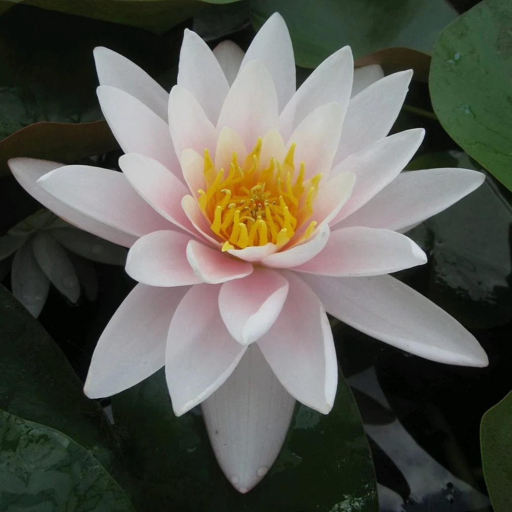 Large Water Lily | Nymphaea 'Marliacea Carnea' - Image 7