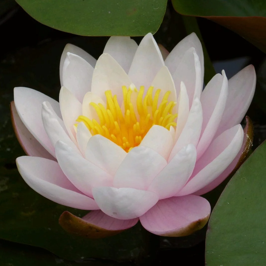 Large Water Lily | Nymphaea 'Marliacea Rosea'