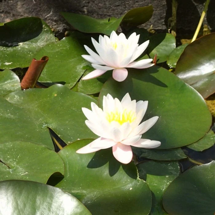 Large Water Lily | Nymphaea 'Marliacea Rosea' - Image 2