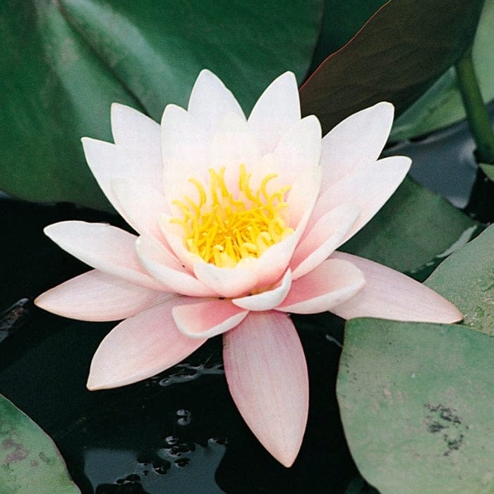 Large Water Lily | Nymphaea 'Marliacea Rosea' - Image 4