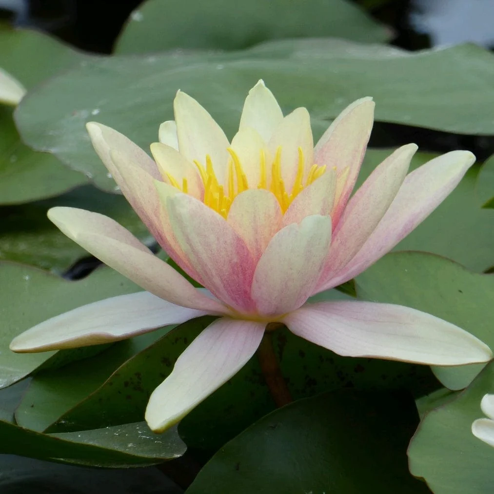 Large Water Lily | Nymphaea 'Paul Hariot'