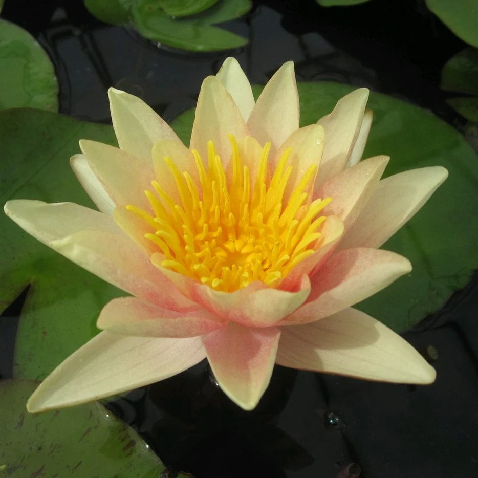 Large Water Lily | Nymphaea 'Paul Hariot' - Image 2