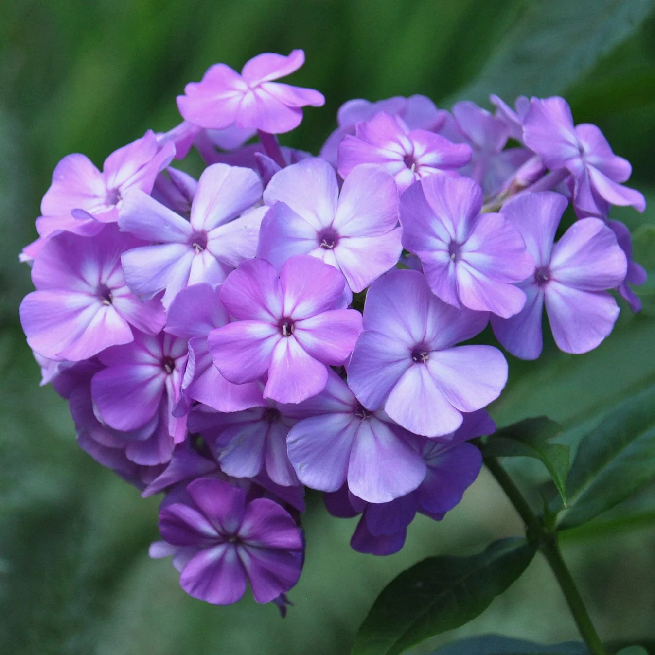 Late Flowering Perennials Collection | Interest For Late Summer - Image 2