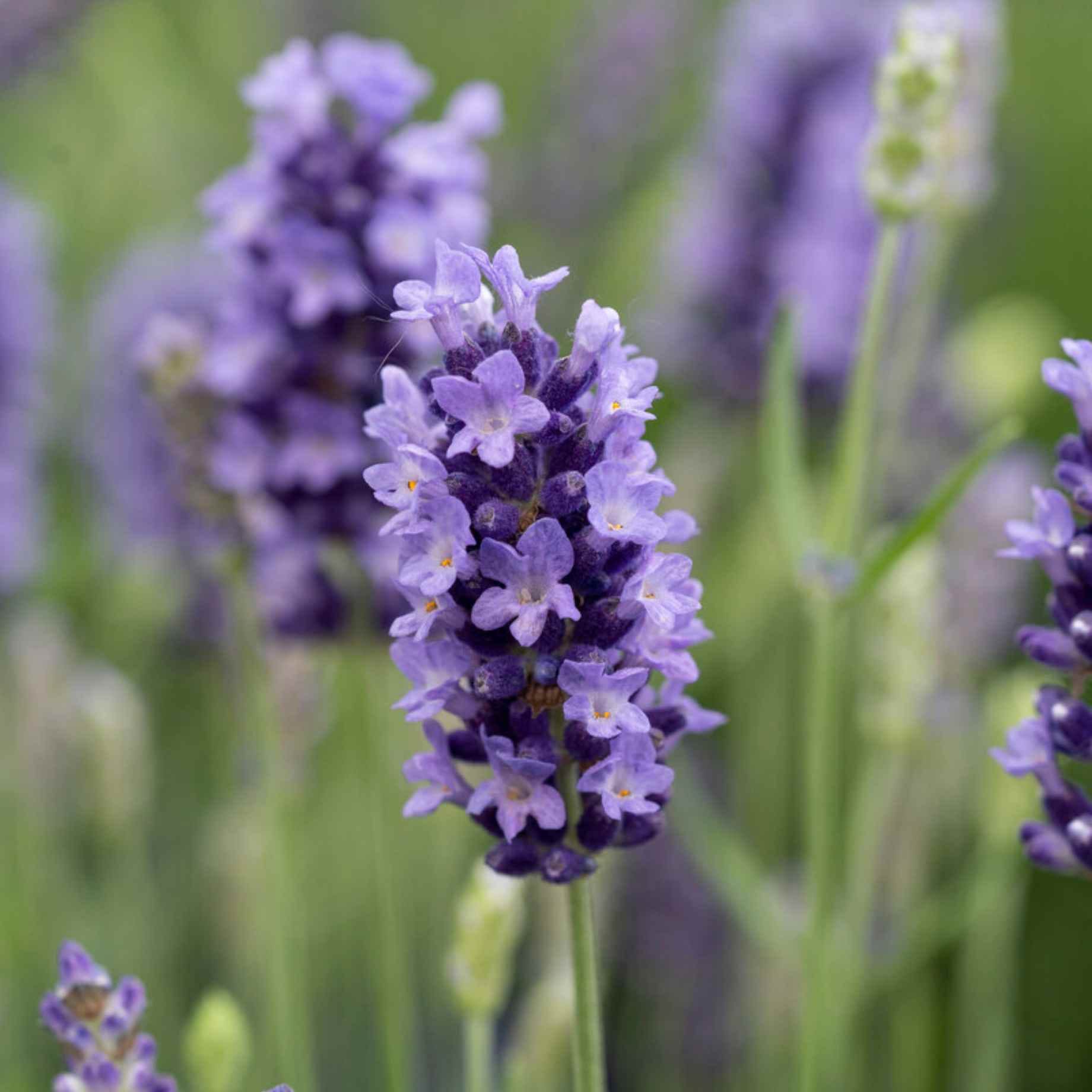 Dark Blue Lavender | Lavandula angustifolia 'BeeZee Dark Blue'