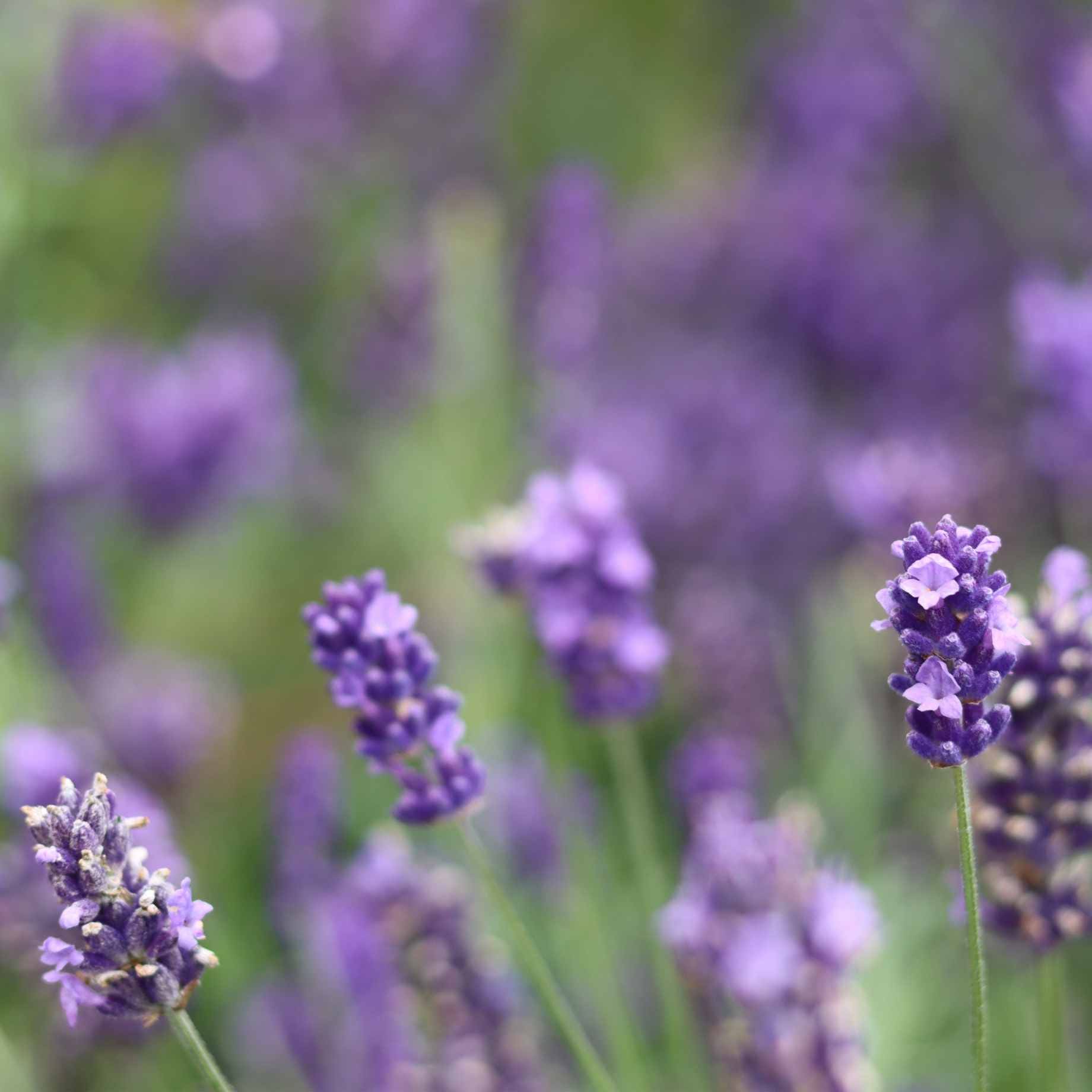 Dark Blue Lavender | Lavandula angustifolia 'BeeZee Dark Blue' - Image 2
