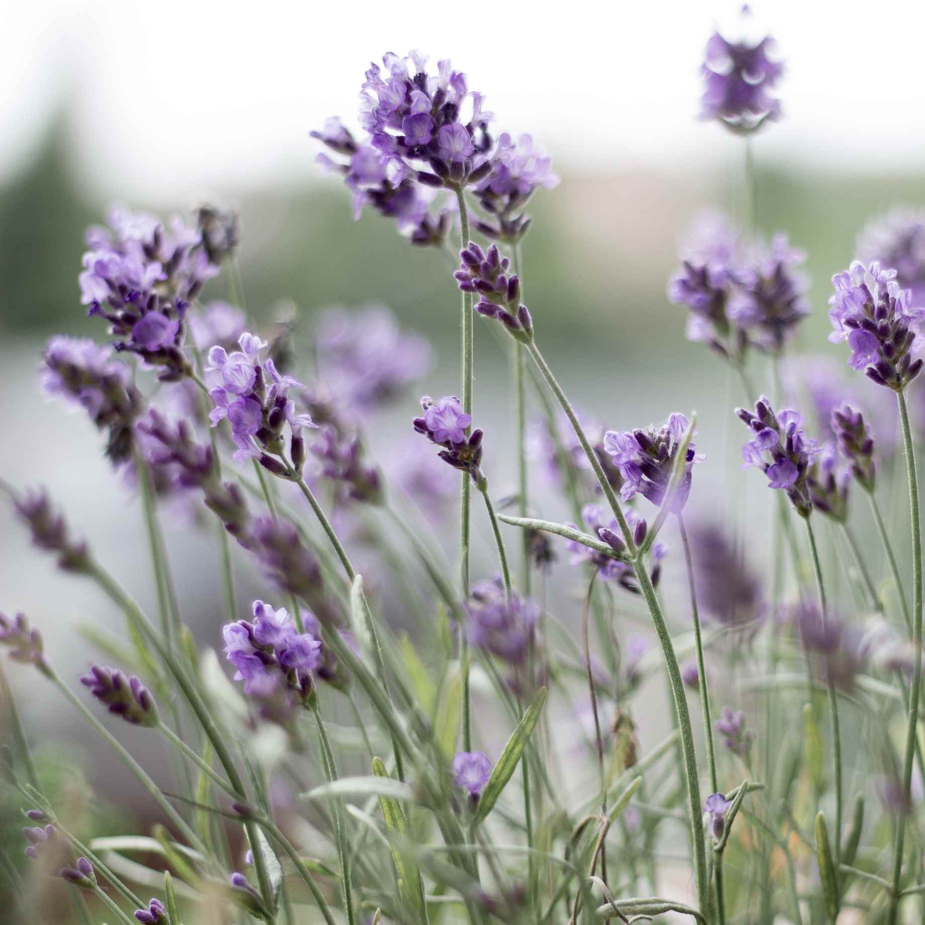 Dark Blue Lavender | Lavandula angustifolia 'BeeZee Dark Blue' - Image 3