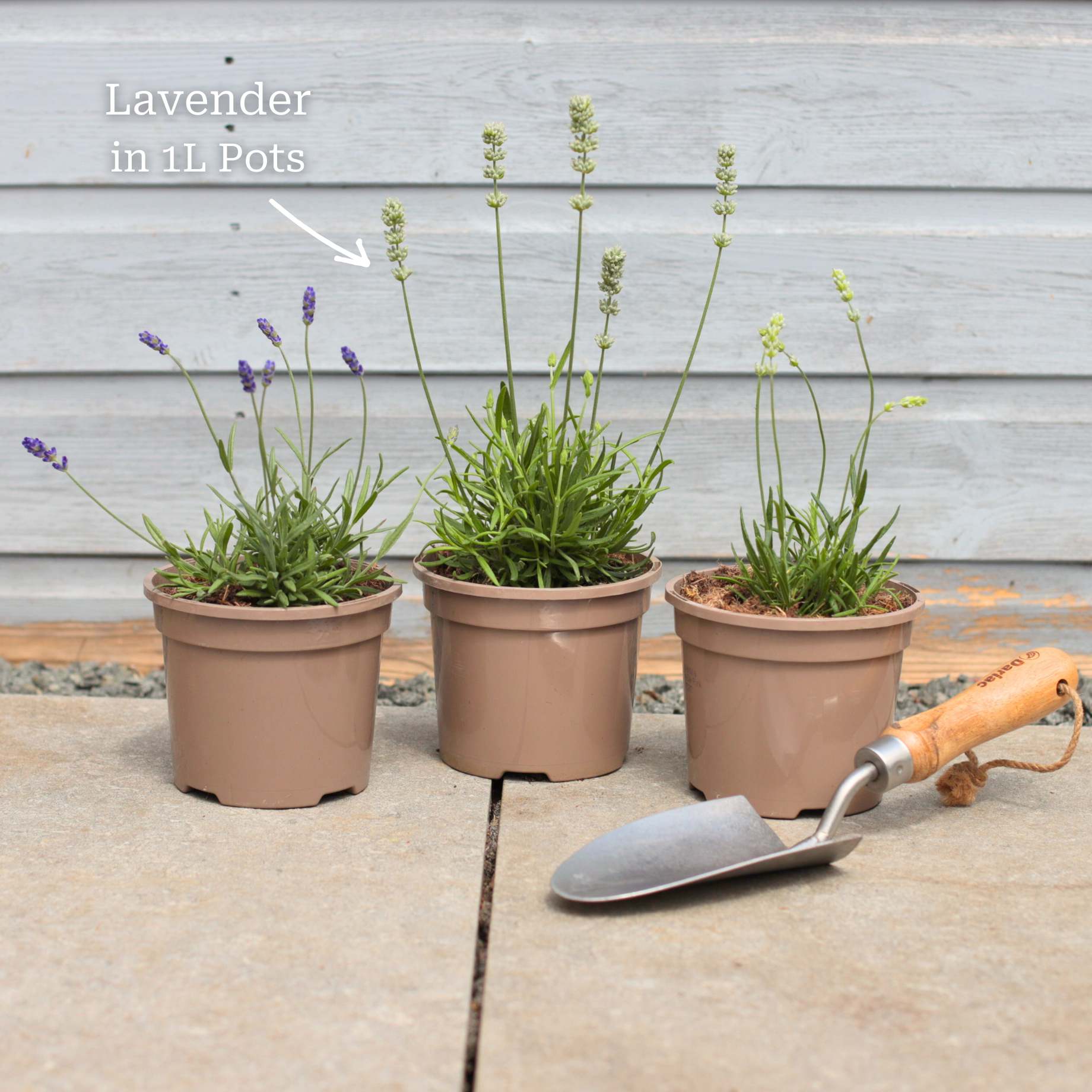 White Lavender | Lavandula angustifolia 'BeeZee White' - Image 4