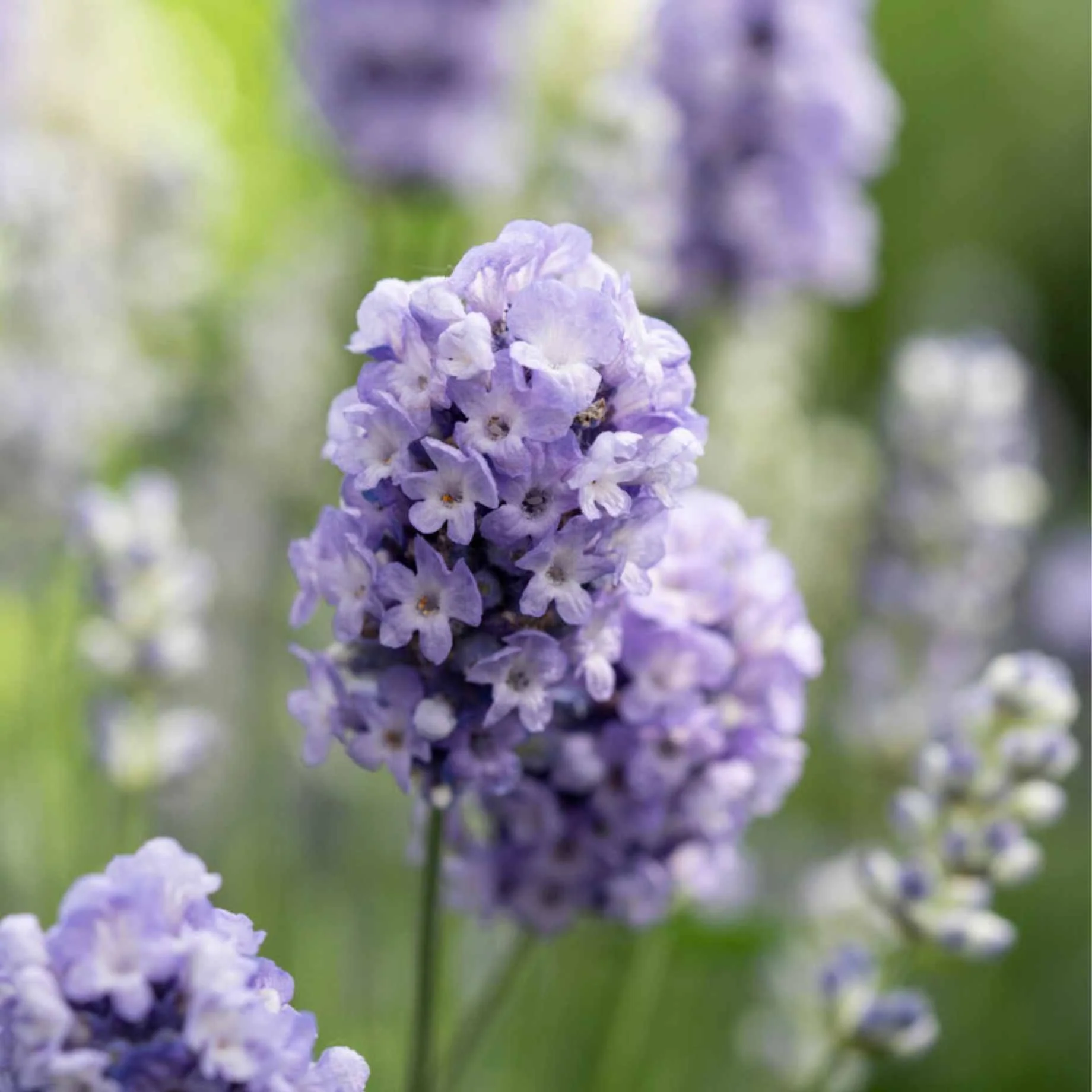 Light Blue Lavender | Lavandula angustifolia 'BeeZee Light Blue'