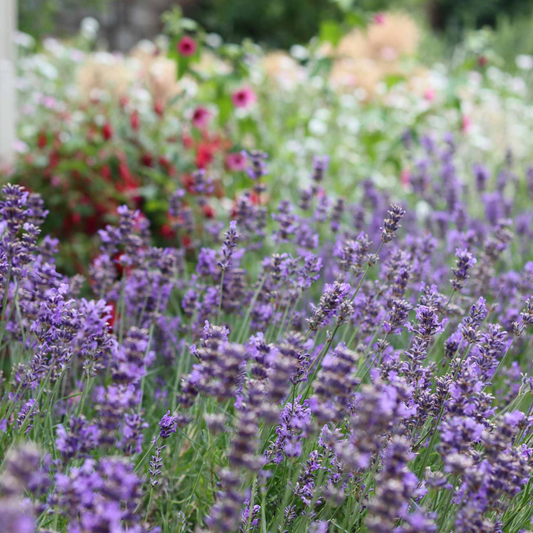 Light Blue Lavender | Lavandula angustifolia 'BeeZee Light Blue' - Image 2