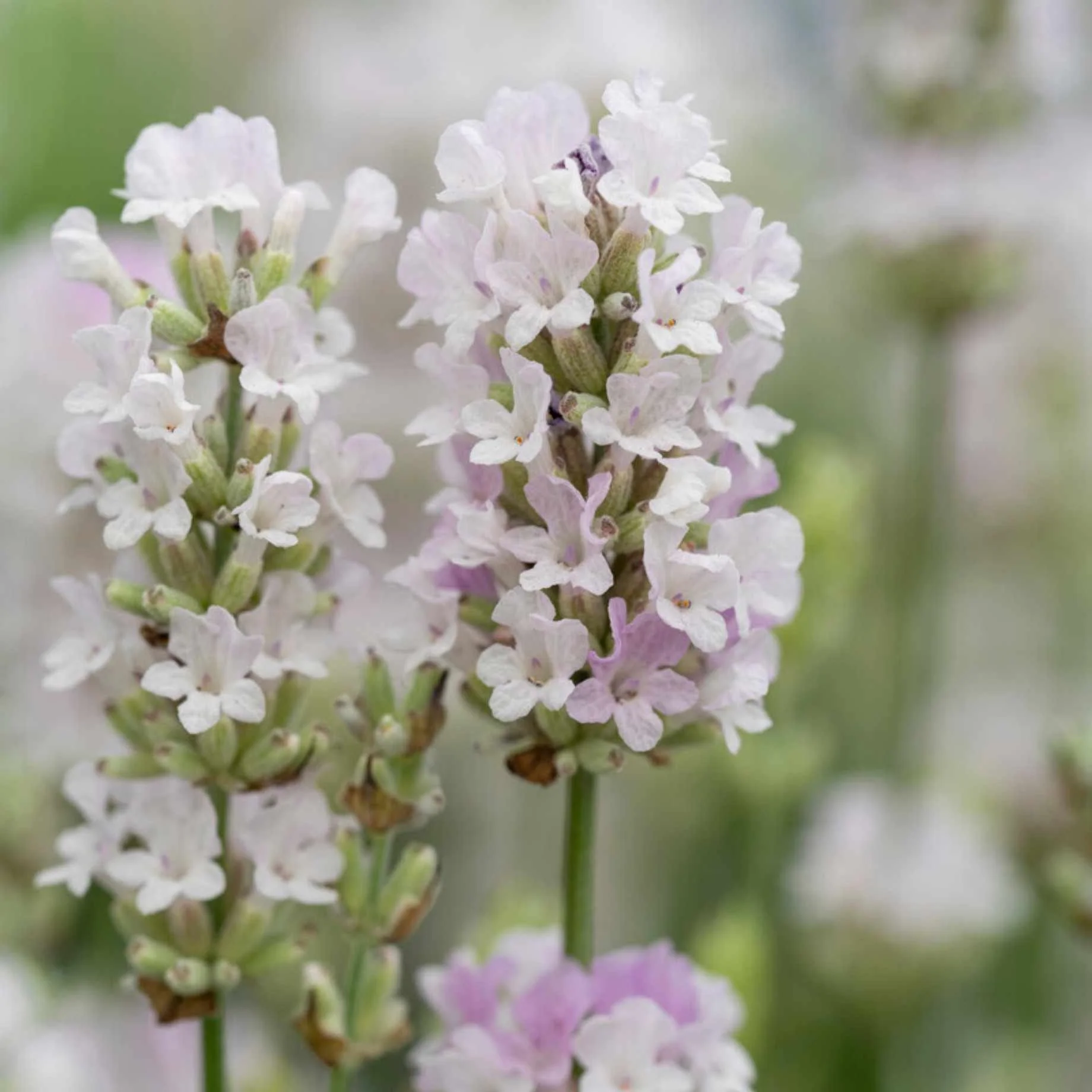 Pink Lavender | Lavandula angustifolia 'BeeZee Pink'