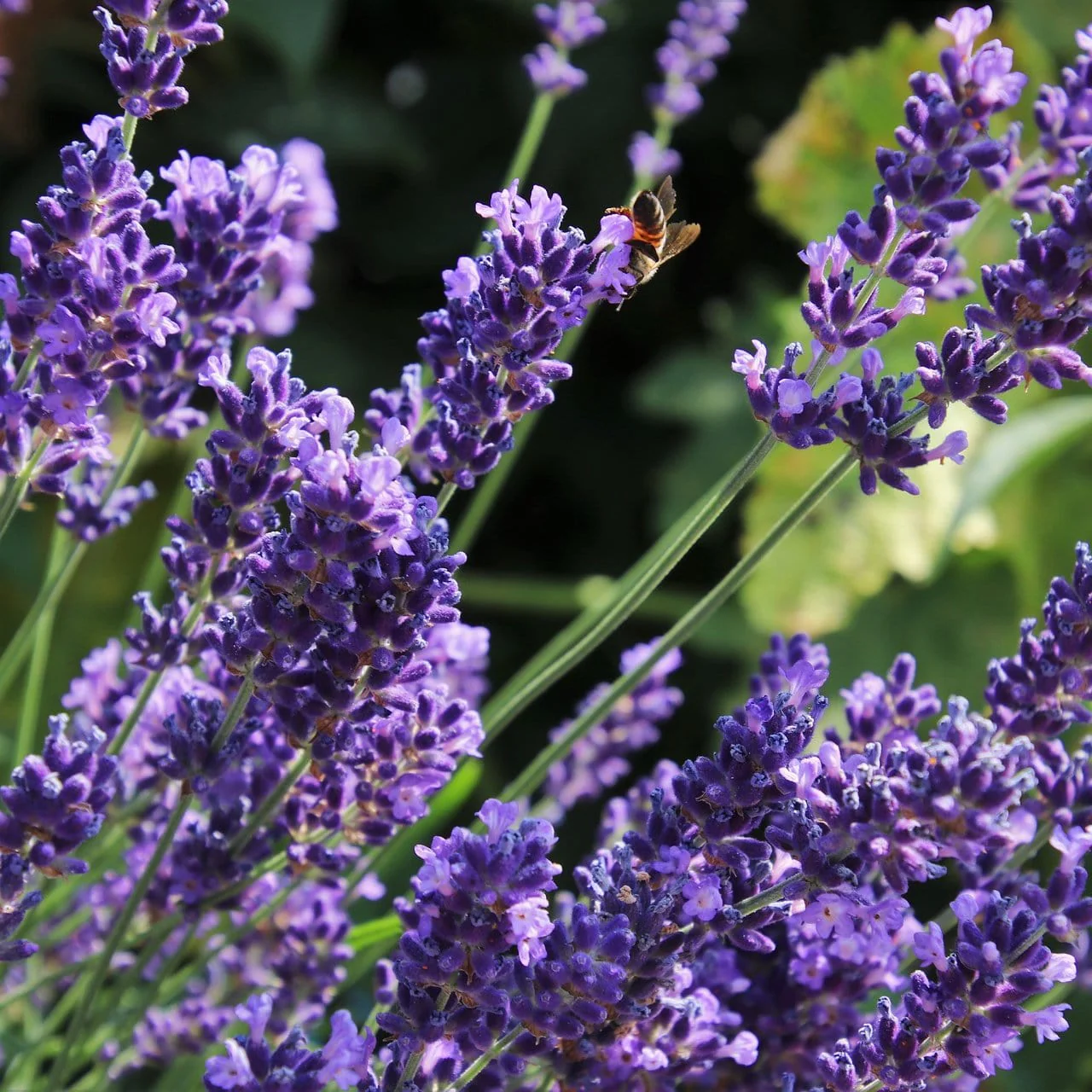 Lavender 'Hidcote Improved' - Image 3