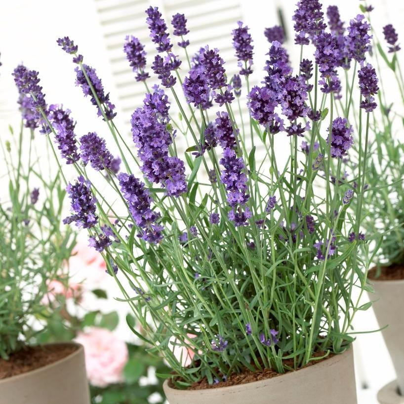 Lavender 'Hidcote Improved' - Image 7