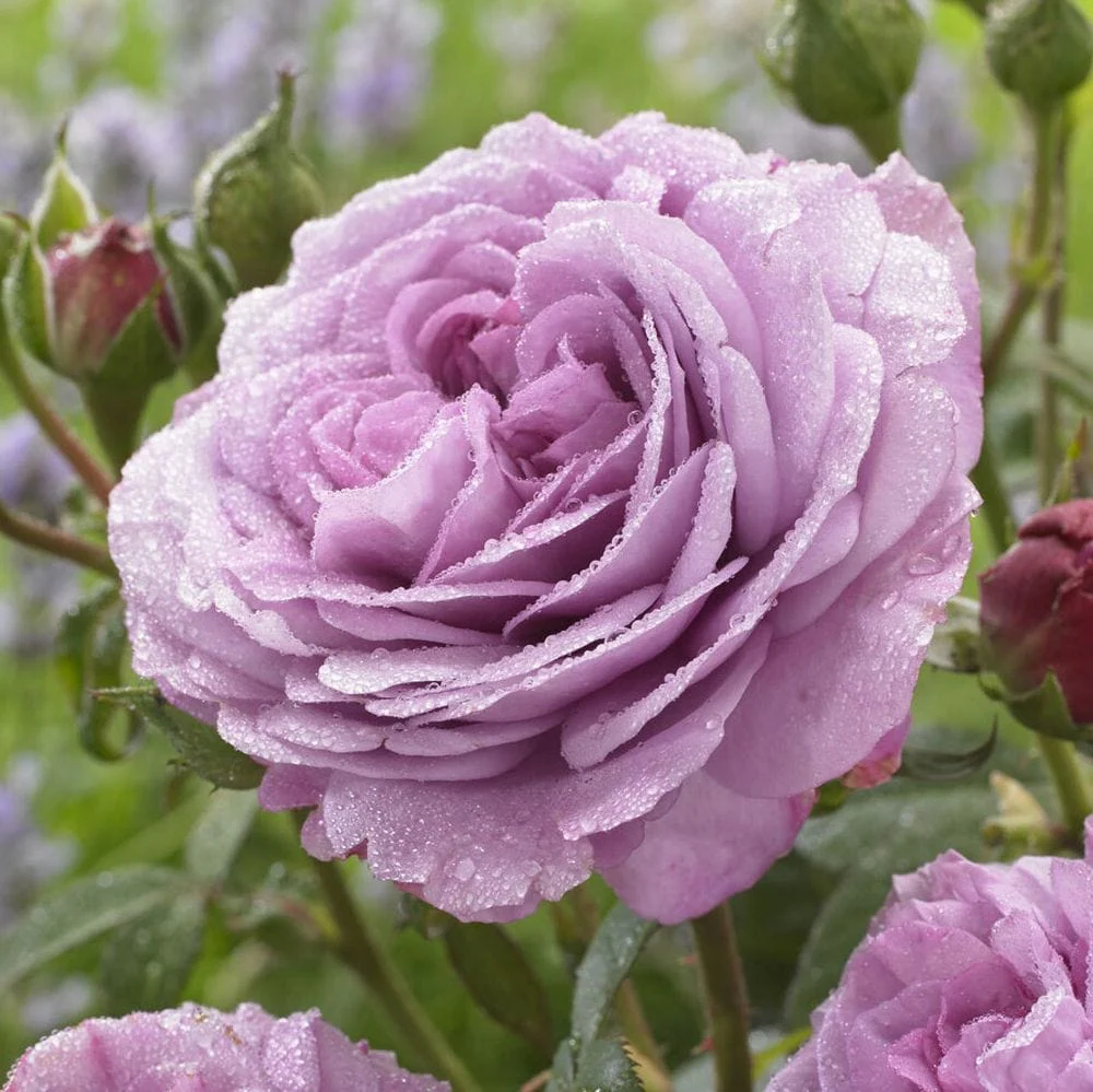 'Lavender Ice' Patio Shrub Rose - Image 3