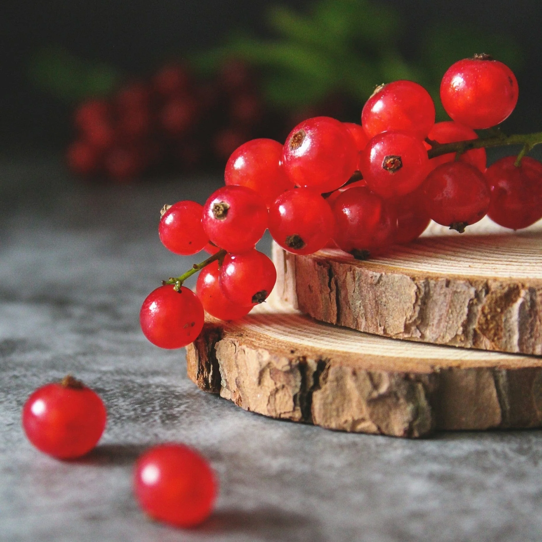 'Laxton's Number One' Redcurrant Plant - Image 2