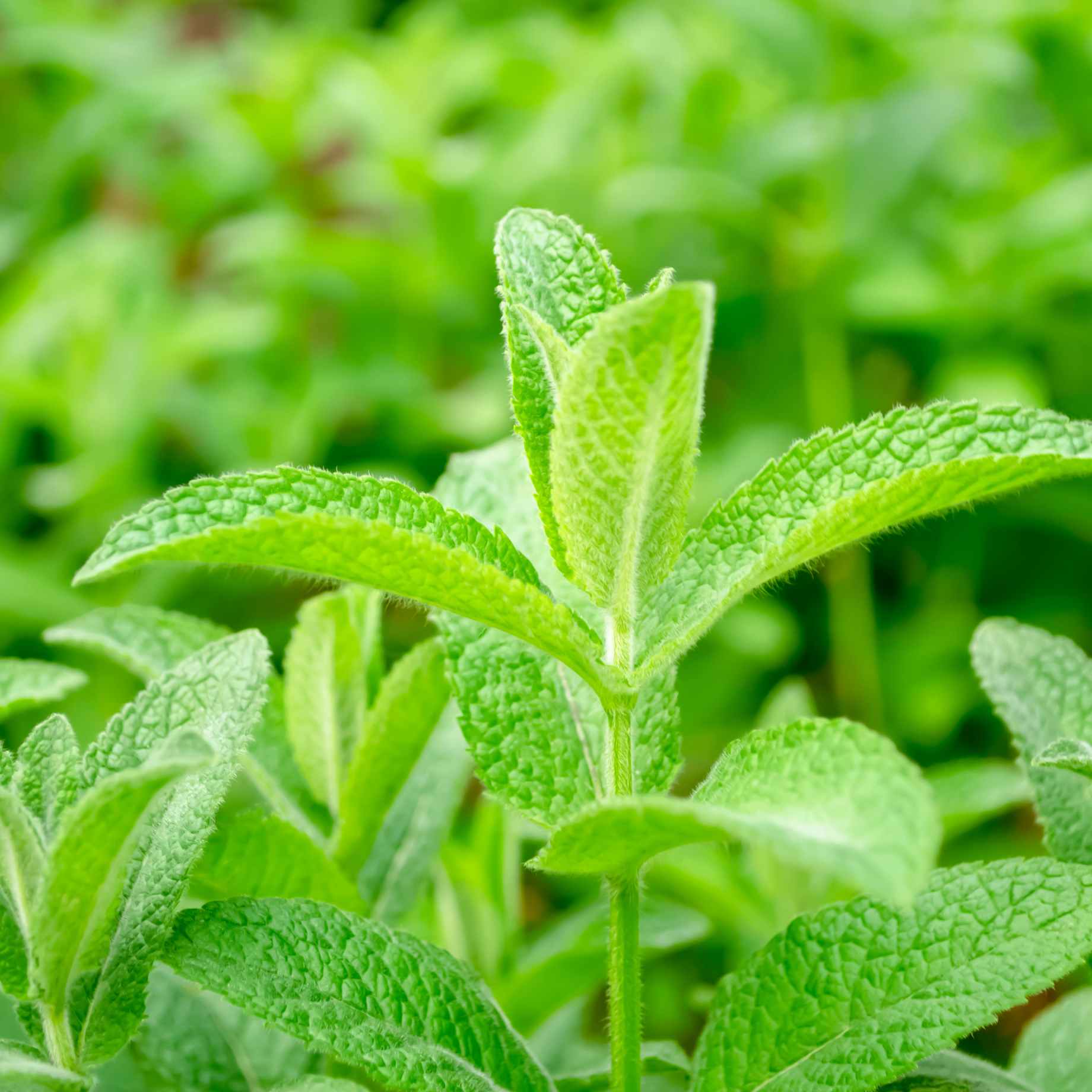 Lemon Balm Plant - Image 2
