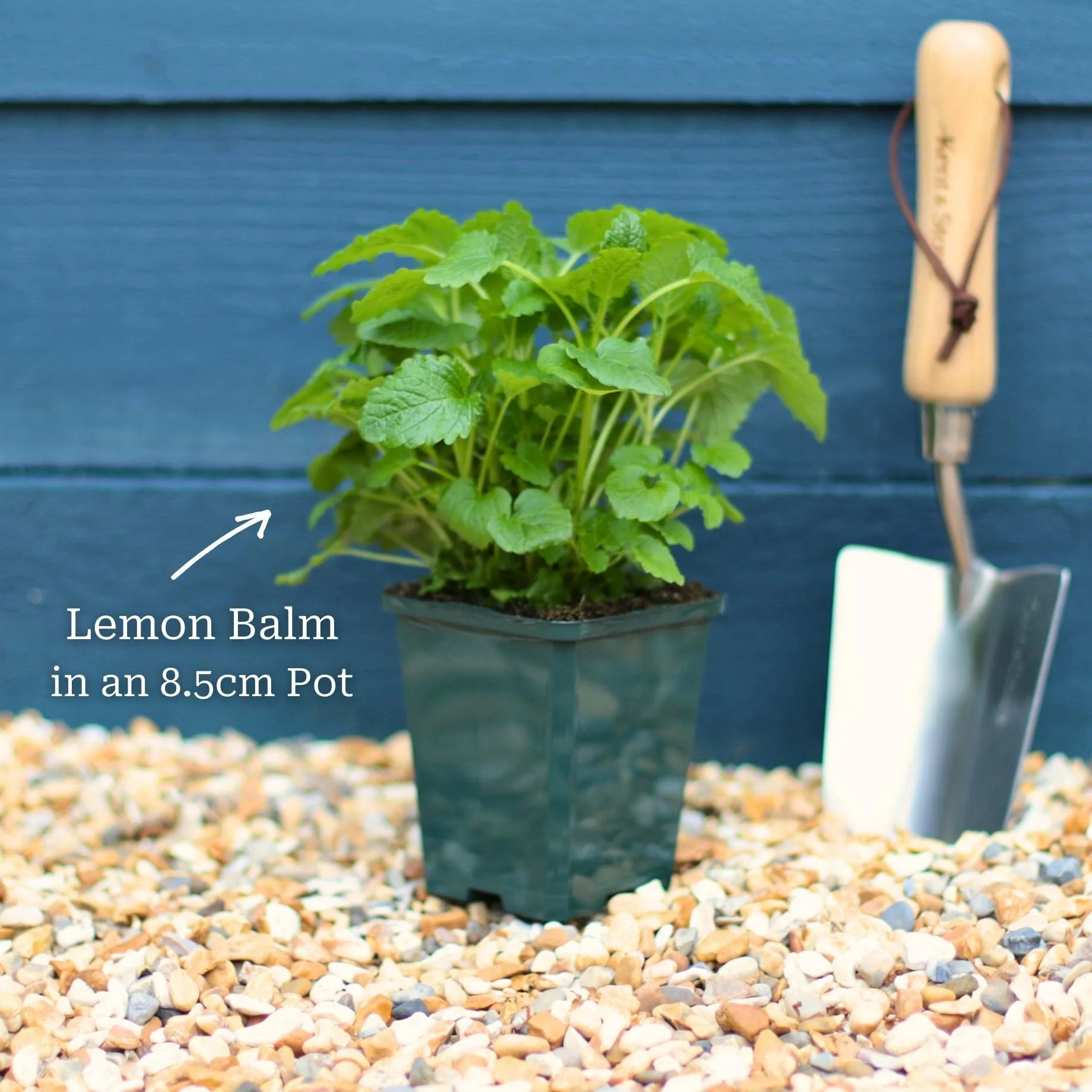 Lemon Balm Plant - Image 4