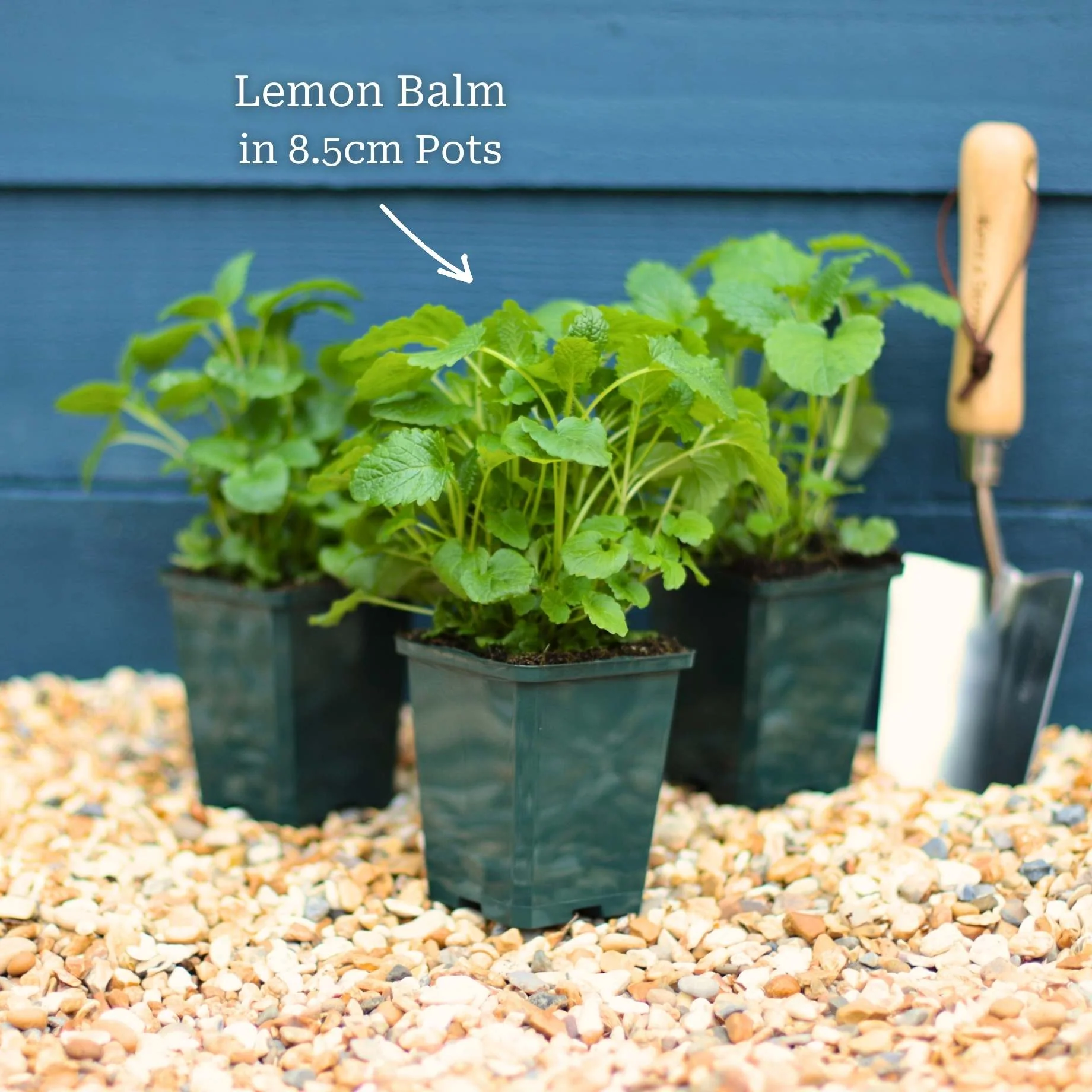 Lemon Balm Plant - Image 5