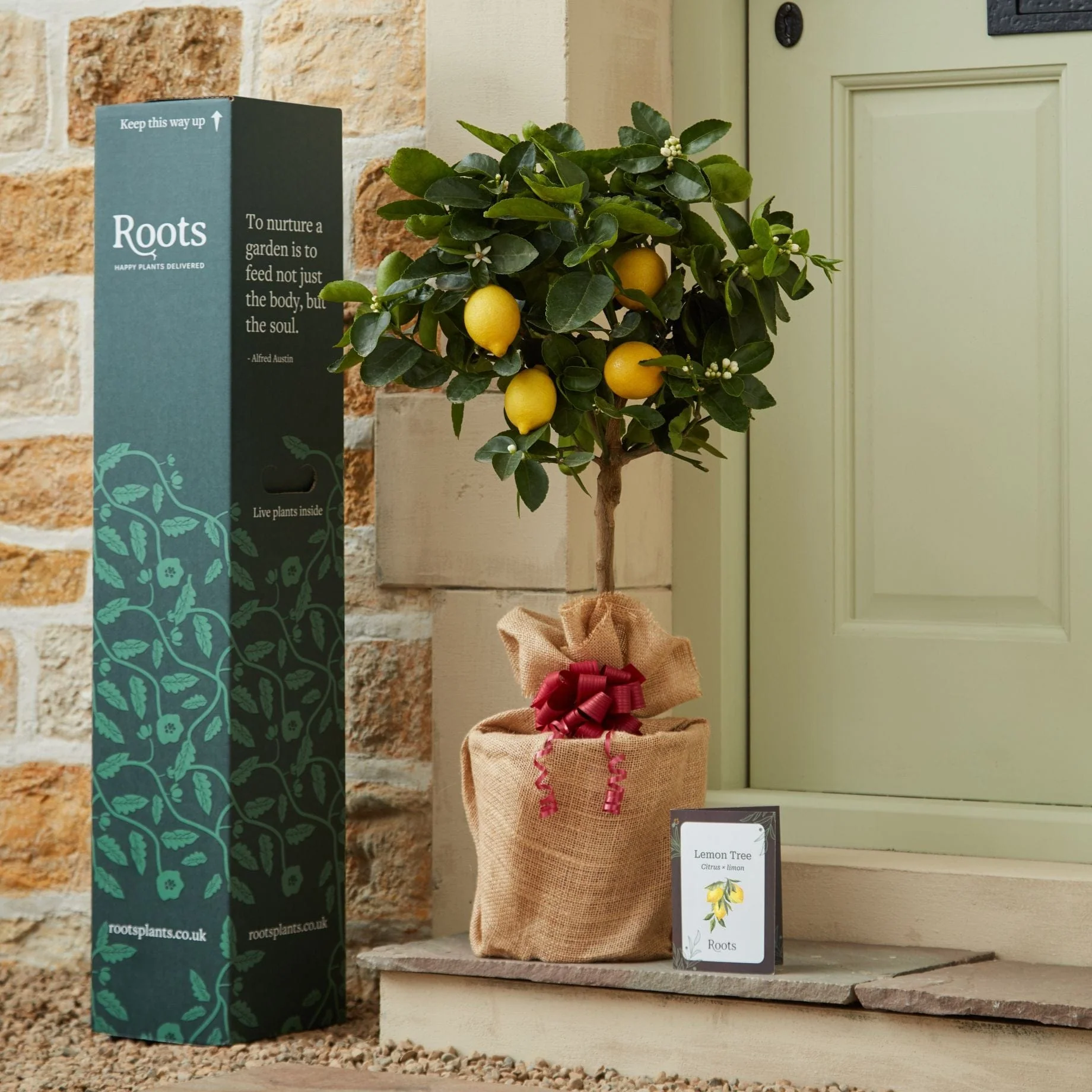 Lemon Tree Gift