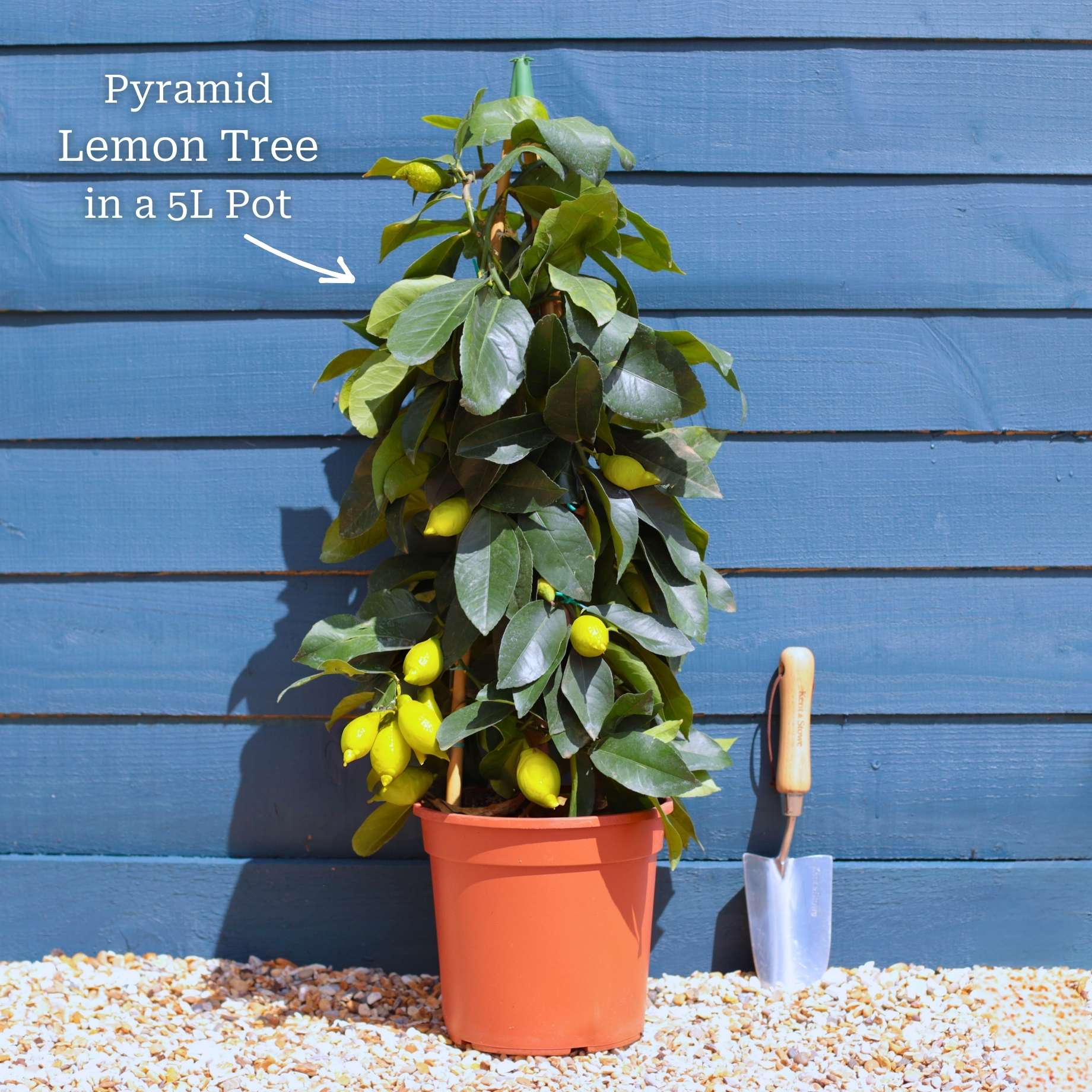 Grafted Patio Lemon Tree | 4 Seasons Lemon - Image 10