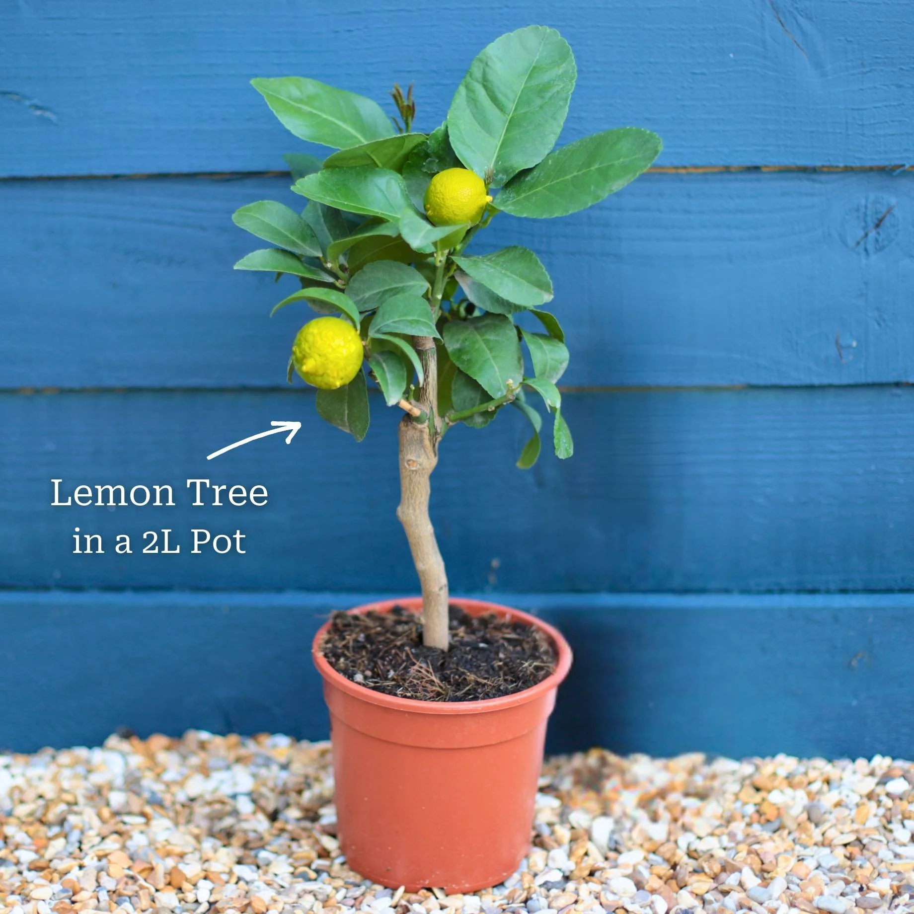 Grafted Patio Lemon Tree | 4 Seasons Lemon - Image 12
