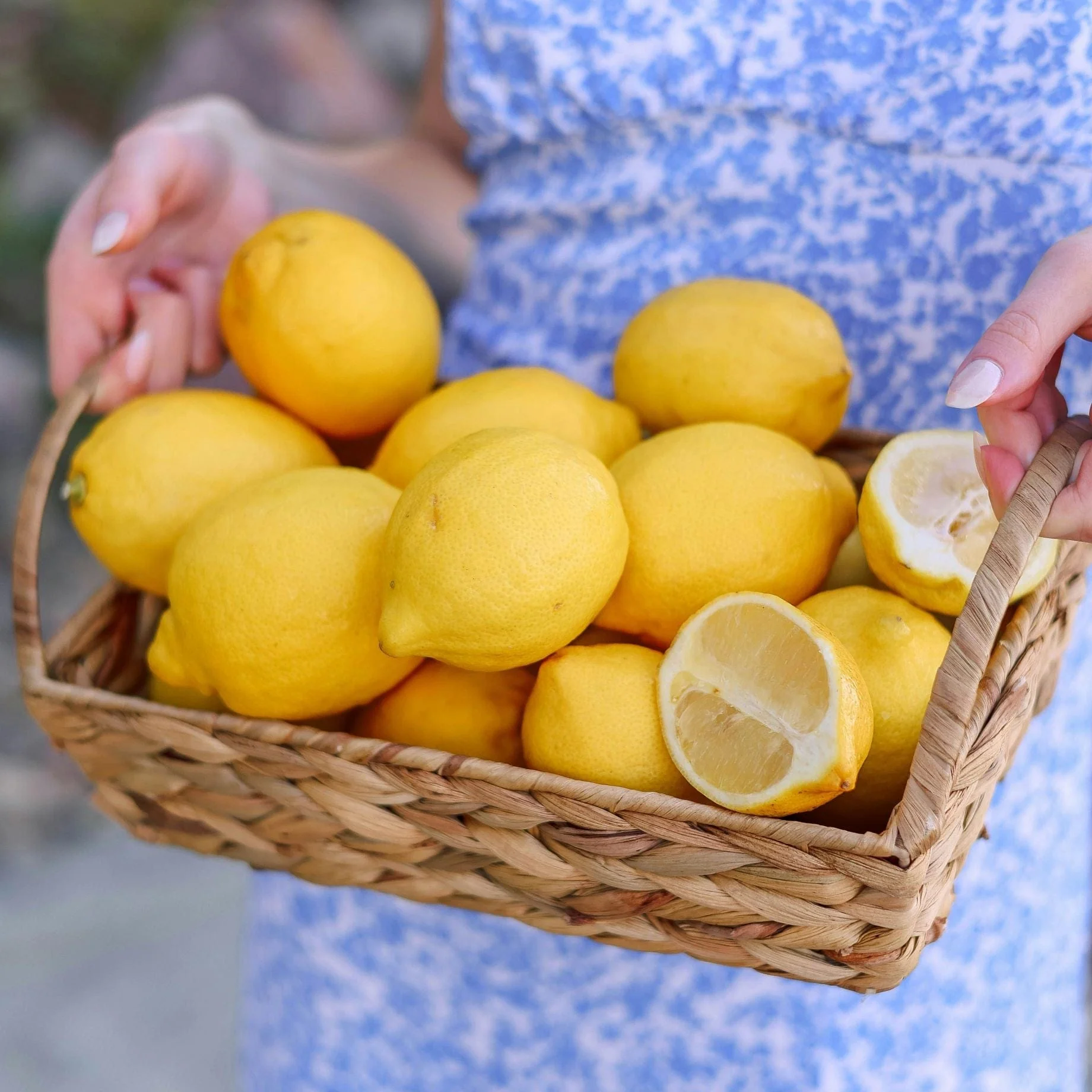 Grafted Patio Lemon Tree | 4 Seasons Lemon - Image 6
