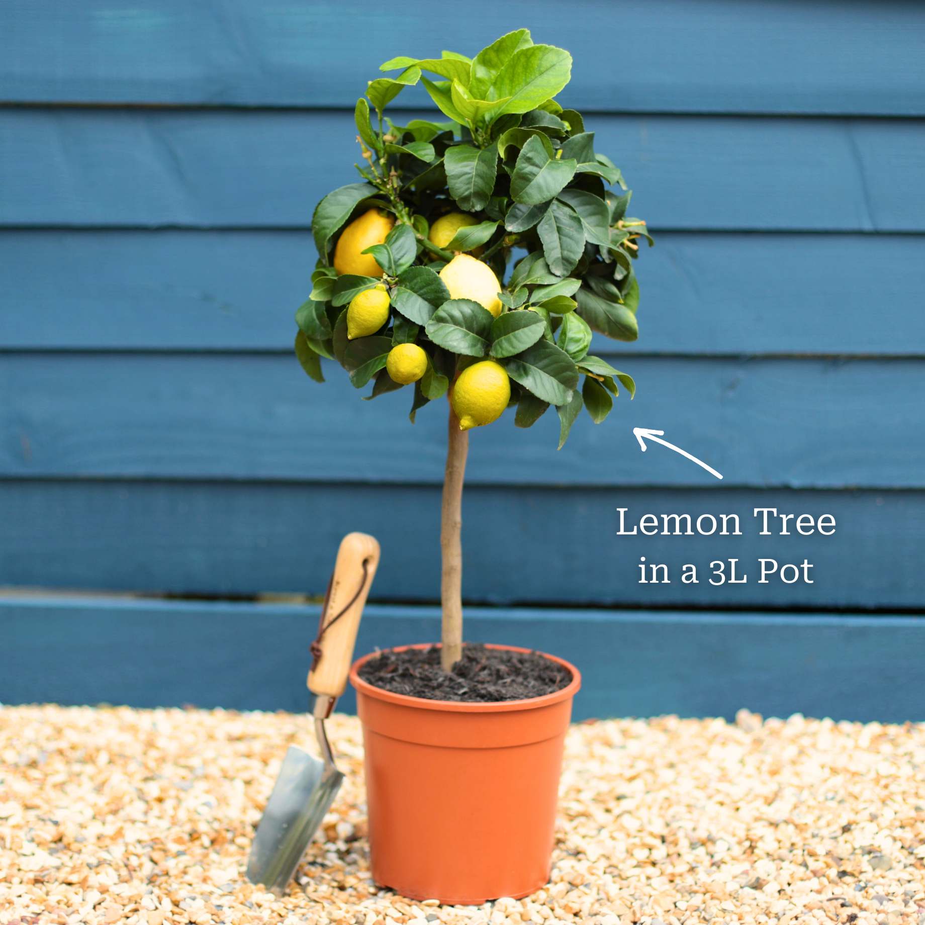 Grafted Patio Lemon Tree | 4 Seasons Lemon - Image 13