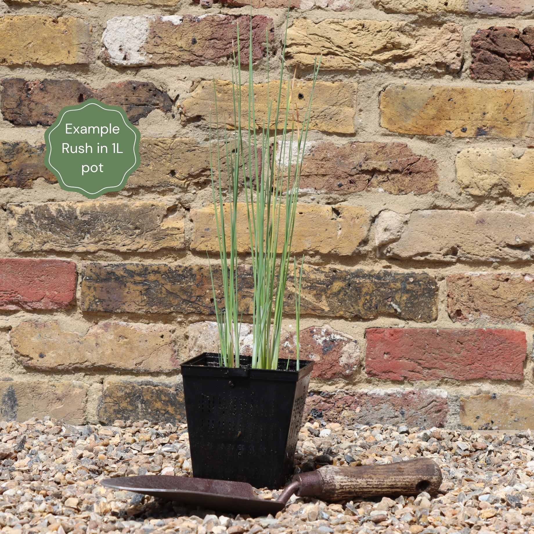 Lesser Bulrush | Typha angustifolia - Image 3