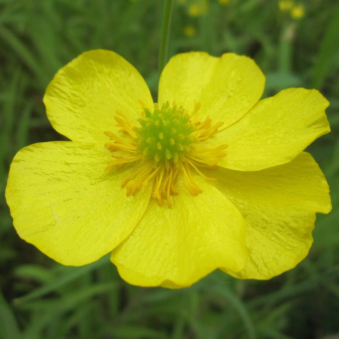 Lesser Spearwort | Ranunculus flammula