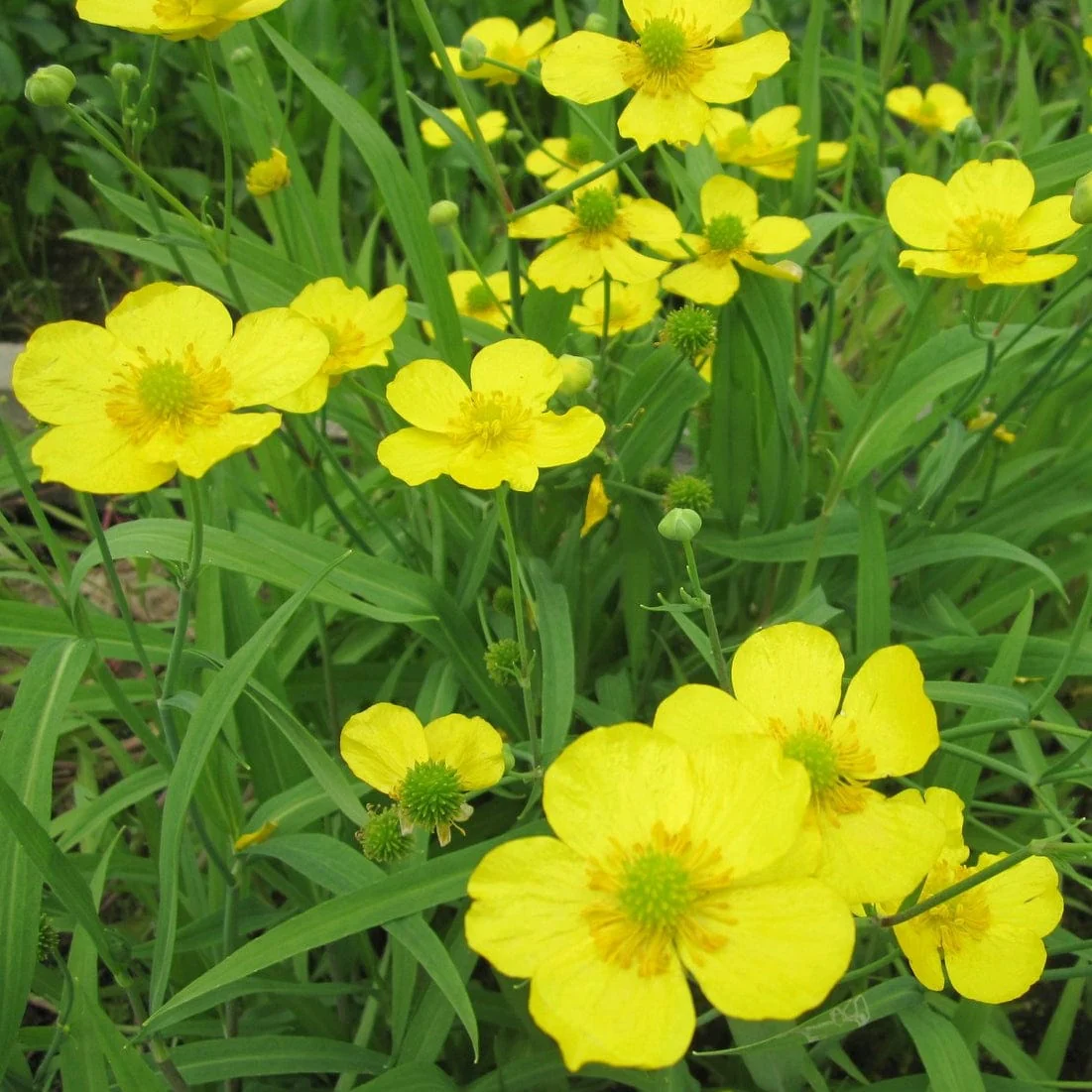 Lesser Spearwort | Ranunculus flammula - Image 3