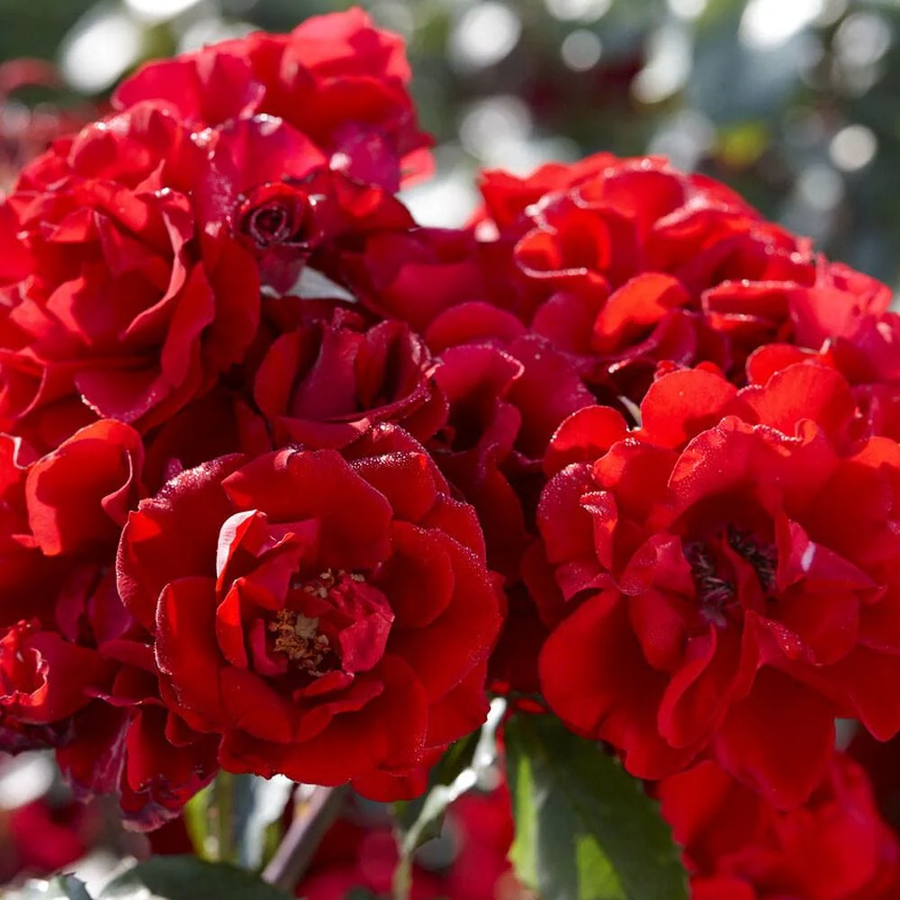 'Lest We Forget' Shrub Rose