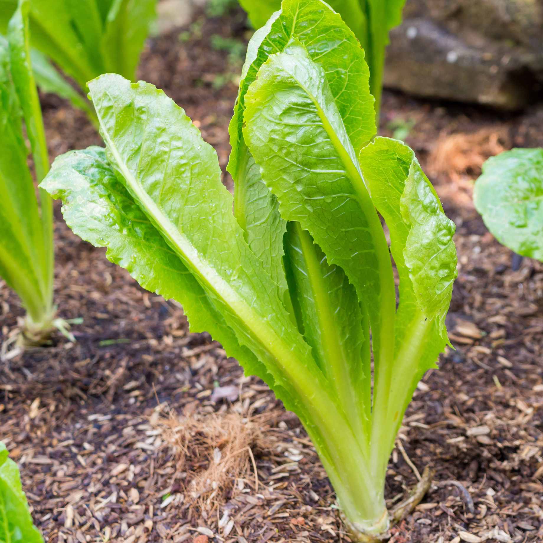 'Cos Cucuracha' Lettuce Plants - Image 3
