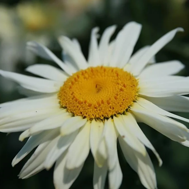 Leucanthemum 'Broadway Lights' | Daisy - Image 2